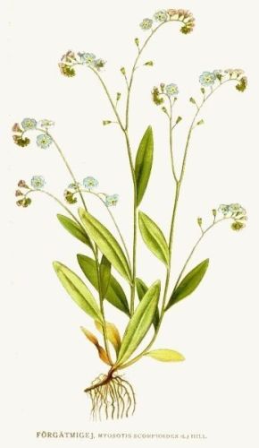 Myosotis scorpioides - незабудка болотная